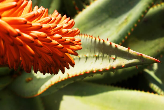 Aloe Ferox vs Aloe Vera Aloe Ferox vs Aloe Vera | Aloe Ferox Skin Products